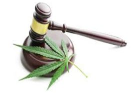 Medicinal cannabis gets the green light