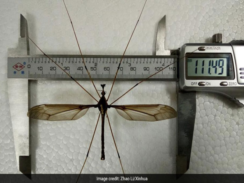 giant_mosquito_china_650_650x400_61524558650800x600